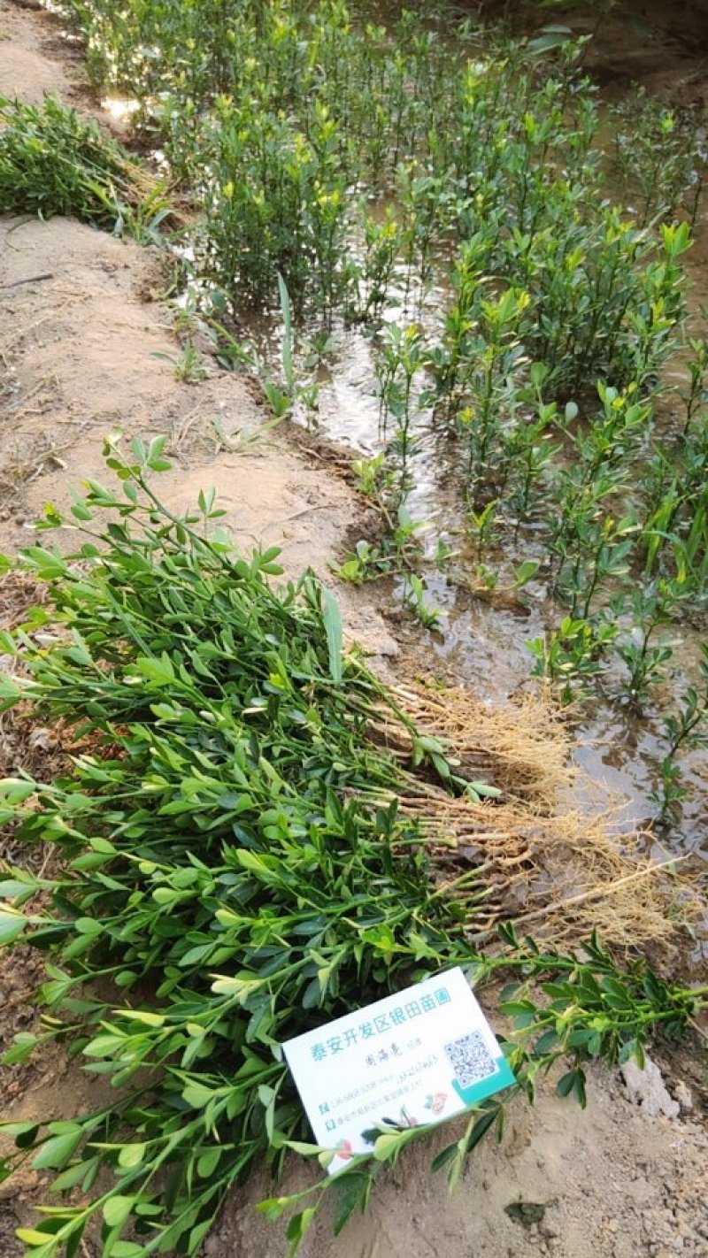 积壳苗枳壳芽苗根系发达包成活死苗补发