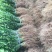 积壳苗枳壳芽苗根系发达包成活死苗补发