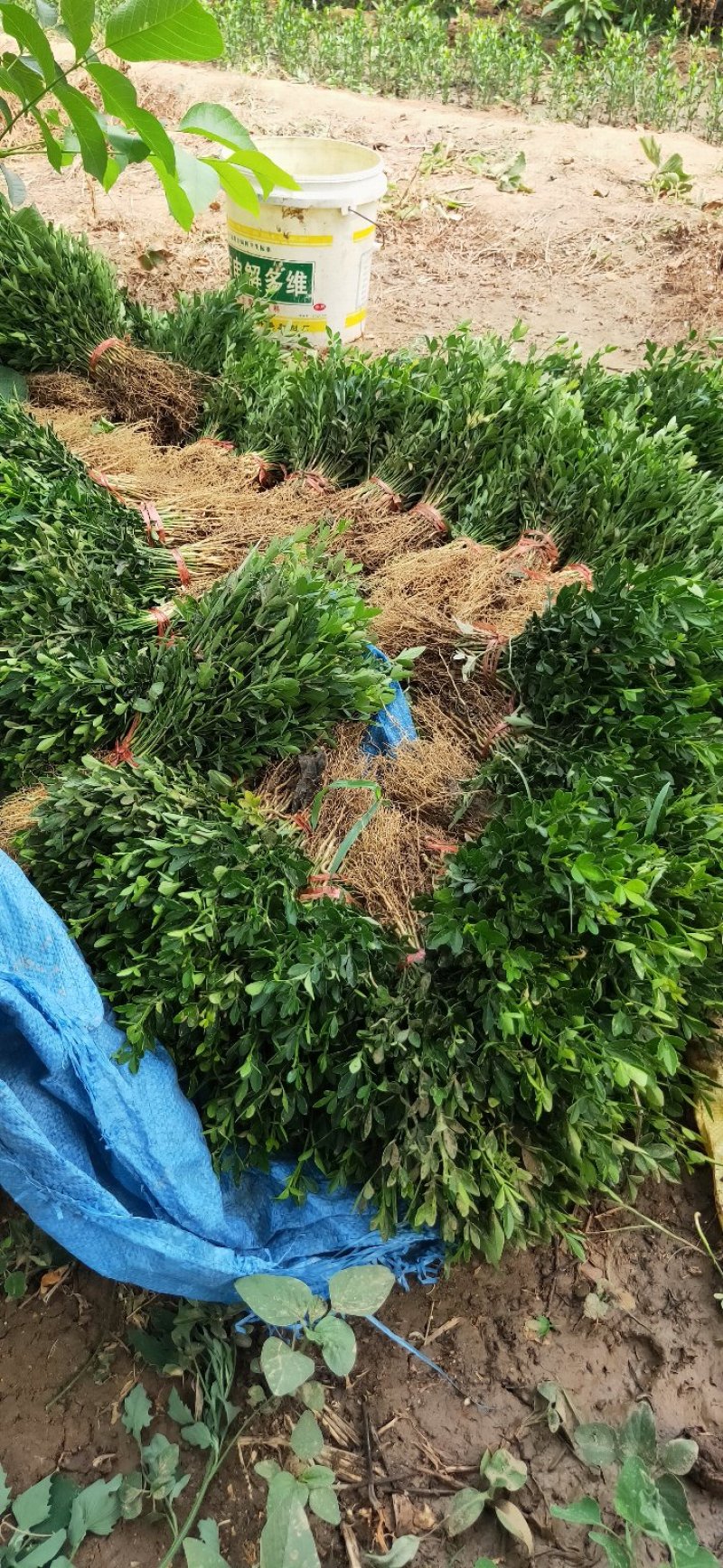 积壳苗枳壳芽苗根系发达包成活死苗补发