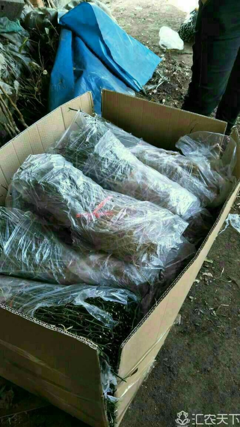 积壳苗枳壳芽苗根系发达包成活死苗补发