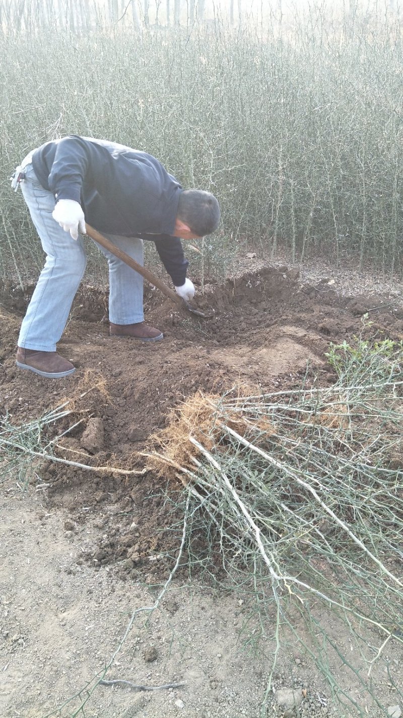 积壳苗枳壳芽苗根系发达包成活死苗补发