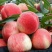蒙阴蜜桃