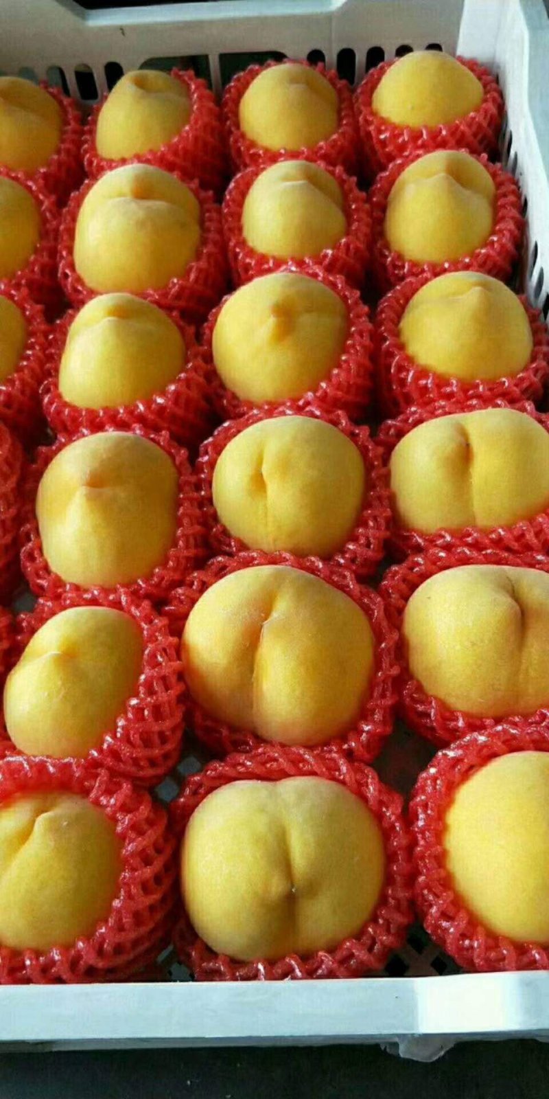 蒙阴蜜桃