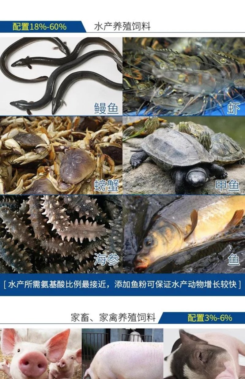 饲料原料进口鱼粉蛋白68蛋白