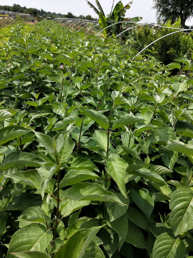 红瑞木优质红瑞木产地直发大量有货欢迎实地看货