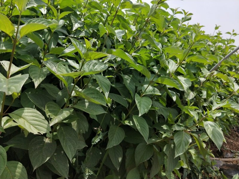 红瑞木优质红瑞木产地直发大量有货欢迎实地看货