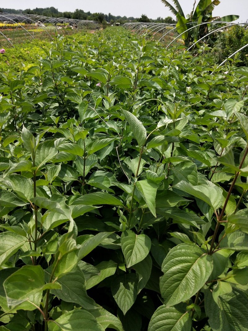 红瑞木优质红瑞木产地直发大量有货欢迎实地看货