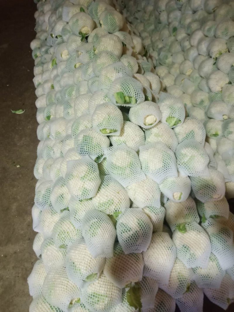 甘肃精品花菜大量上市产地直销，价格便宜欢迎前来选购