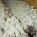 甘肃精品花菜大量上市产地直销，价格便宜欢迎前来选购