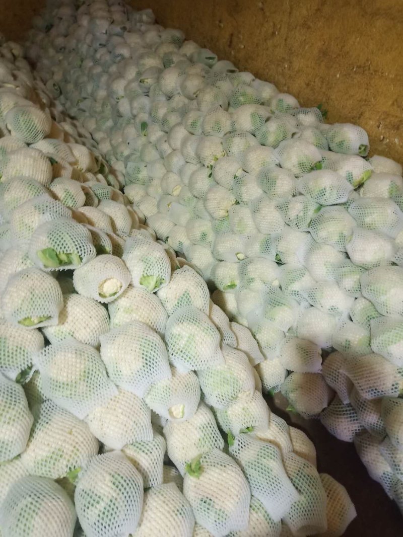 甘肃精品花菜大量上市产地直销，价格便宜欢迎前来选购