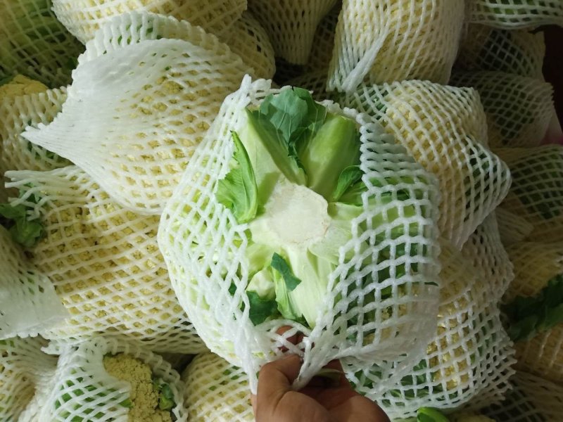 甘肃精品花菜大量上市产地直销，价格便宜欢迎前来选购