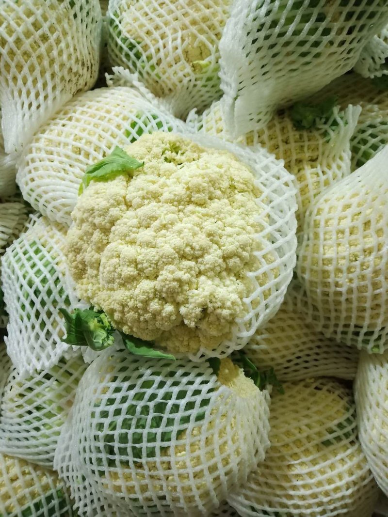 甘肃精品花菜大量上市产地直销，价格便宜欢迎前来选购