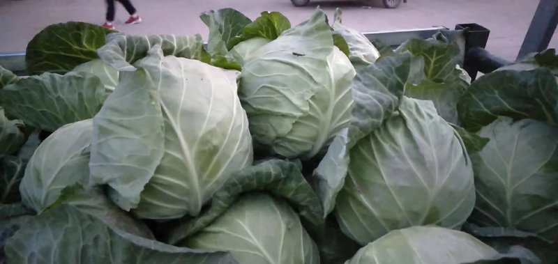 甘肃甘蓝精品圆包菜甘蓝，大量上市，货源充足全国发货