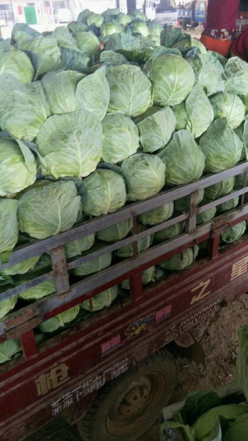 甘肃甘蓝精品圆包菜甘蓝，大量上市，货源充足全国发货