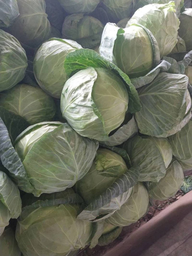 甘肃甘蓝精品圆包菜甘蓝，大量上市，货源充足全国发货