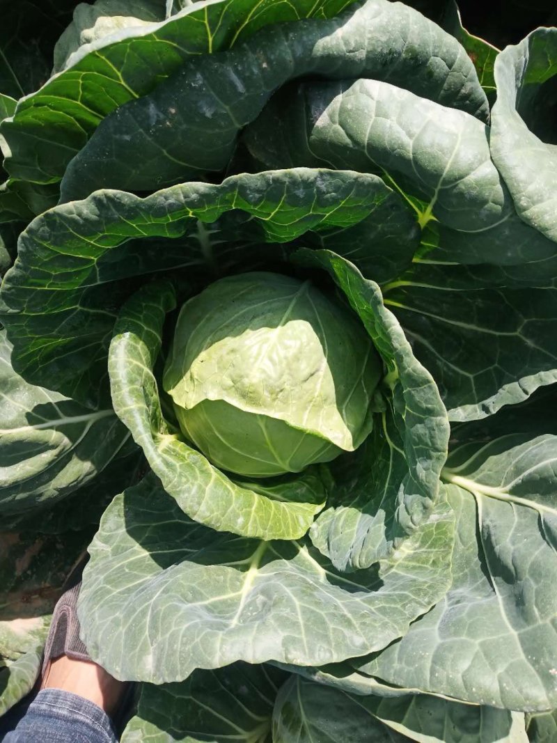 甘肃甘蓝精品圆包菜甘蓝，大量上市，货源充足全国发货