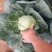 甘肃甘蓝精品圆包菜甘蓝，大量上市，货源充足全国发货