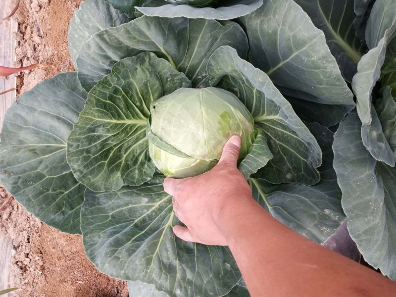 甘肃甘蓝精品圆包菜甘蓝，大量上市，货源充足全国发货