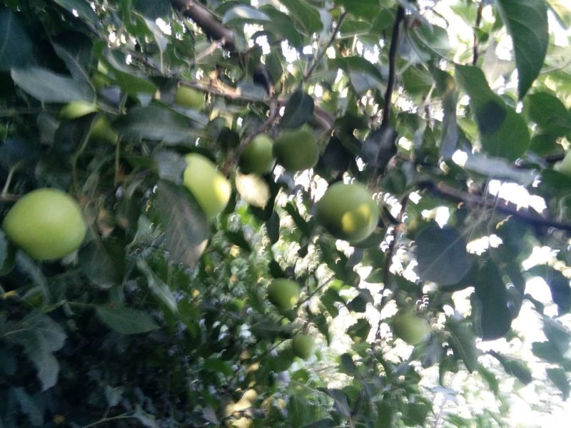 现收现摘美八苹果——应季鲜果