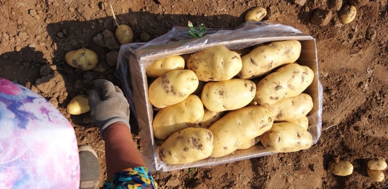 荷兰十五