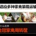 （包邮）成鸡周转箱加强型特大运输用运输筐鸡笼