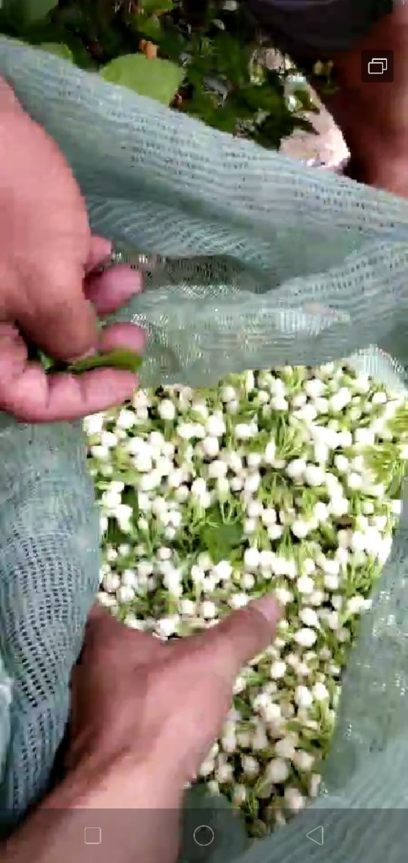 茉莉花，花苞，新鲜当天采花，当天发货云南元江