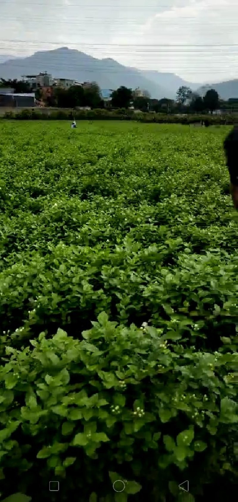 茉莉花，花苞，新鲜当天采花，当天发货云南元江