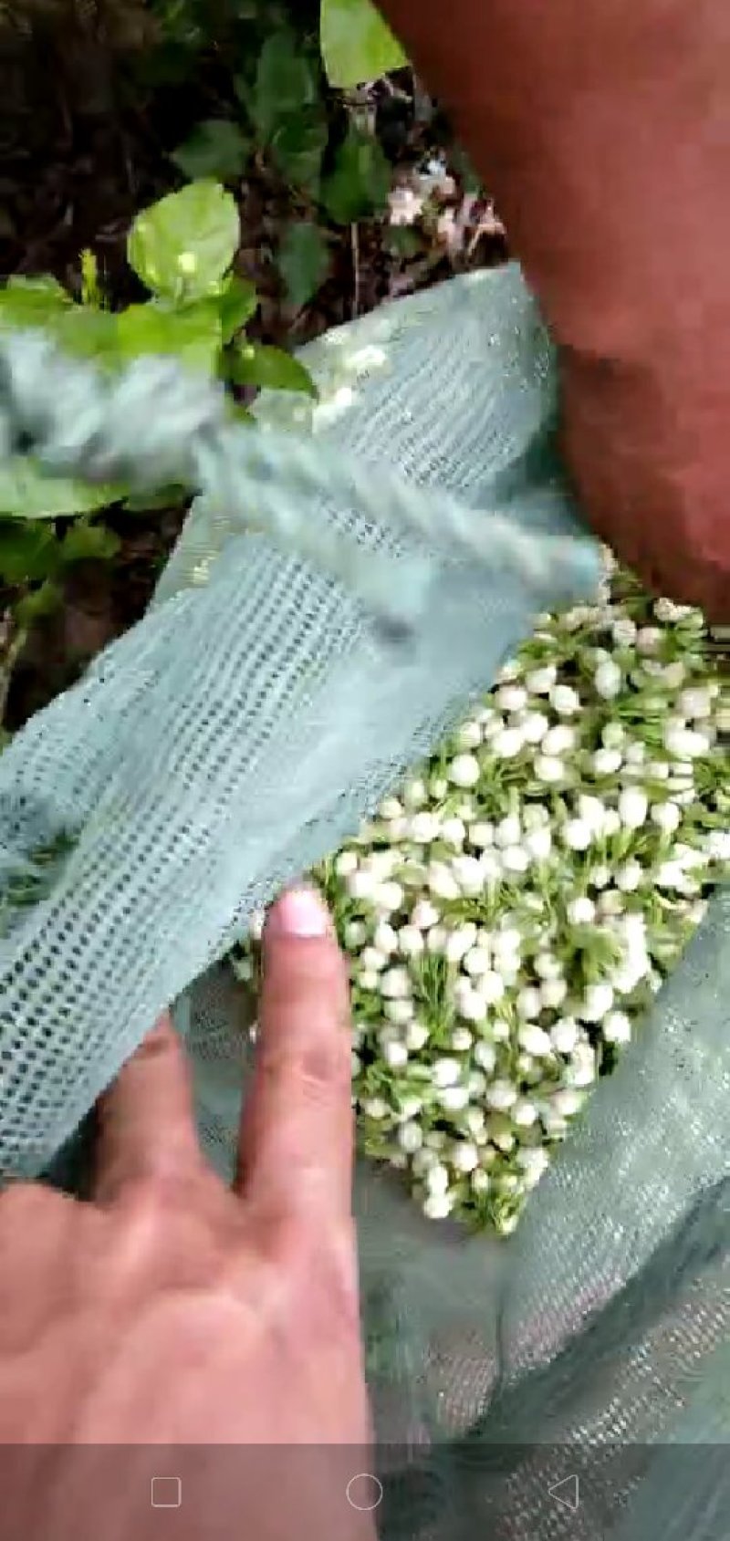 茉莉花，花苞，新鲜当天采花，当天发货云南元江