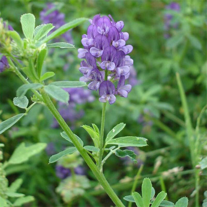 紫花苜蓿草种籽多年生牧草种子四季养殖喂羊牛鸡鸭鹅草鱼牧草