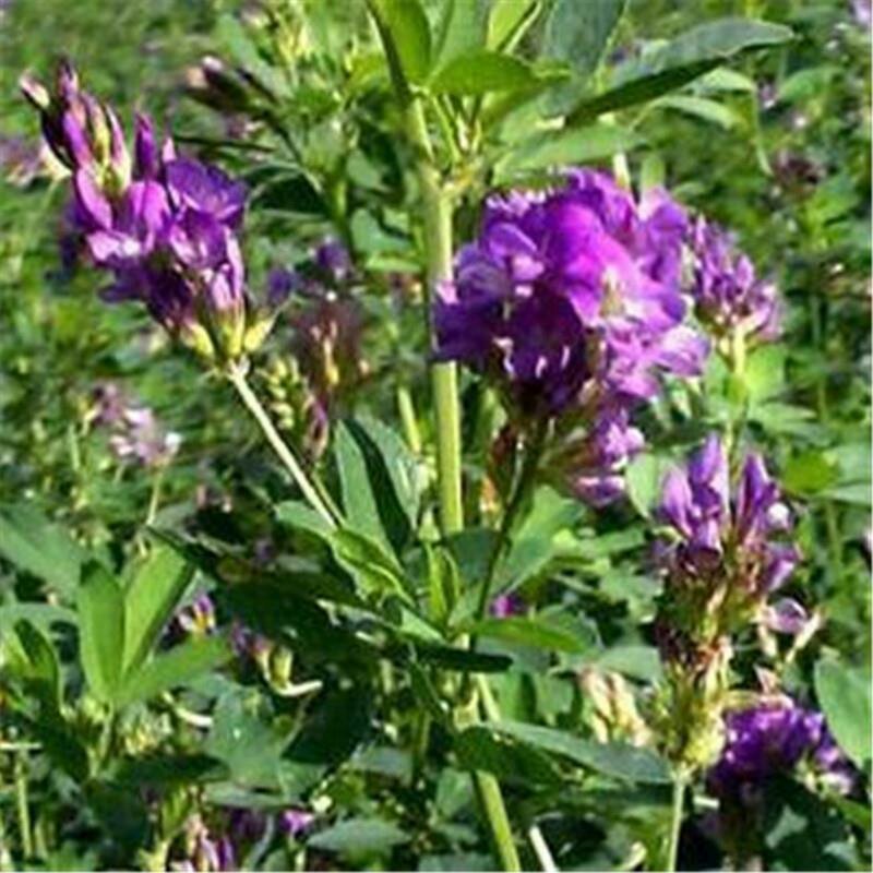 紫花苜蓿草种籽多年生牧草种子四季养殖喂羊牛鸡鸭鹅草鱼牧草