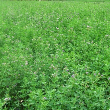 紫花苜蓿草种籽多年生牧草种子四季养殖喂羊牛鸡鸭鹅草鱼牧草