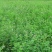 紫花苜蓿草种籽多年生牧草种子四季养殖喂羊牛鸡鸭鹅草鱼牧草
