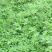 紫花苜蓿草种籽多年生牧草种子四季养殖喂羊牛鸡鸭鹅草鱼牧草