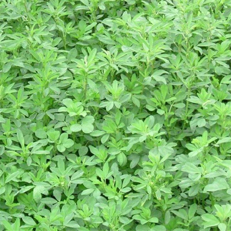紫花苜蓿草种籽多年生牧草种子四季养殖喂羊牛鸡鸭鹅草鱼牧草