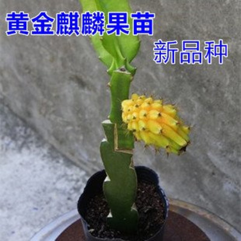 黄皮燕窝火龙果苗，嫁接苗，直生苗都有，挂果快，易生长