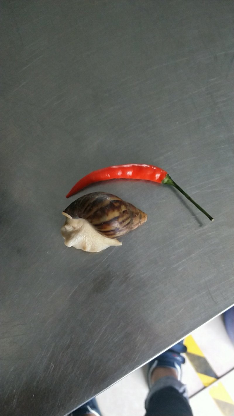 白玉蜗牛
