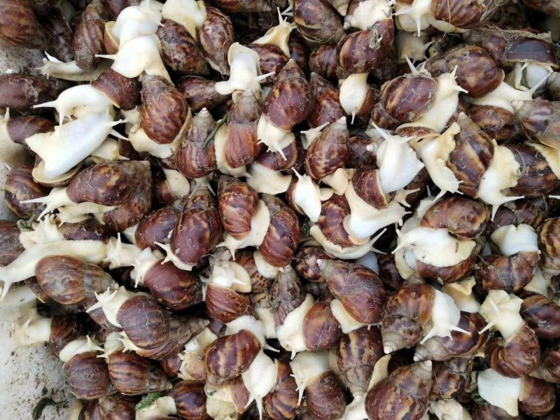 白玉蜗牛