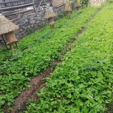 大耳毛种苗2毛钱每棵东风菜