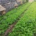 大耳毛种苗2毛钱每棵东风菜