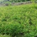 猫爪子菜种苗