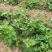 大耳毛种苗2毛钱每棵东风菜
