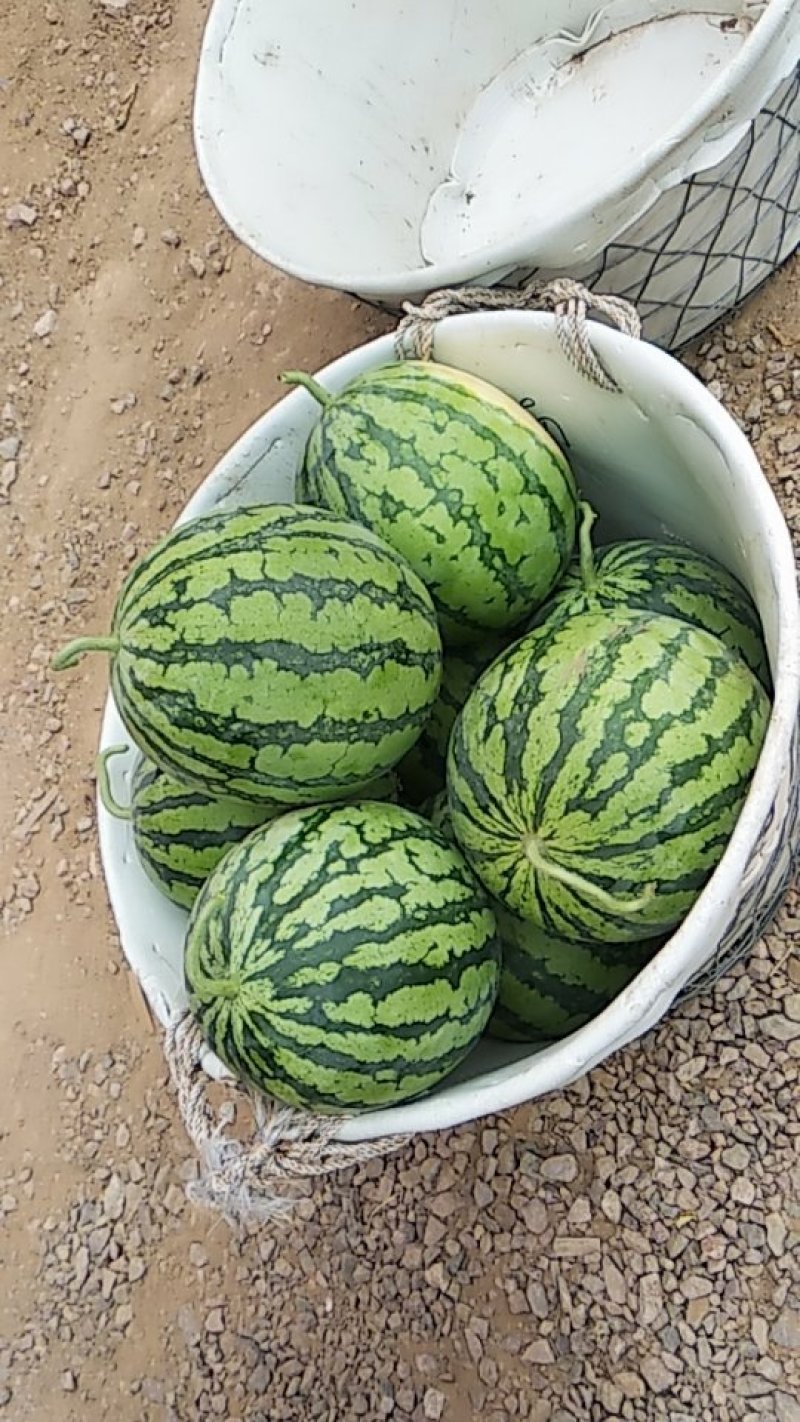 山西运城夏县甜蜜蜜西瓜种植基地