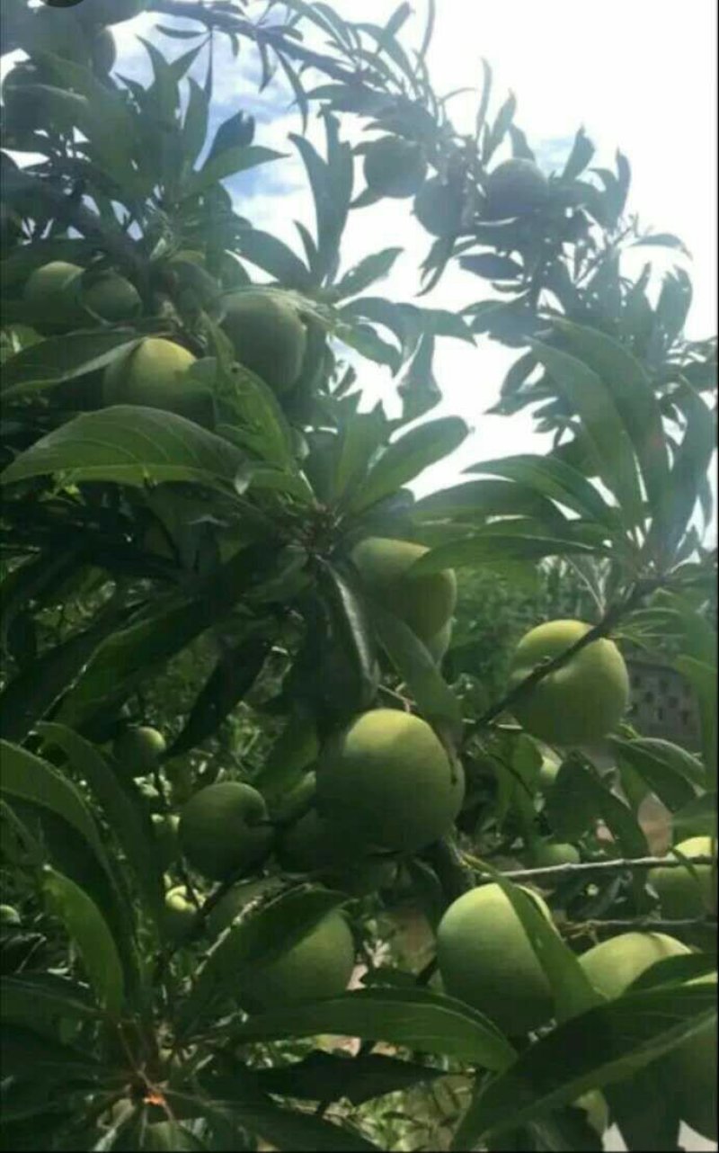 脱骨青脆李