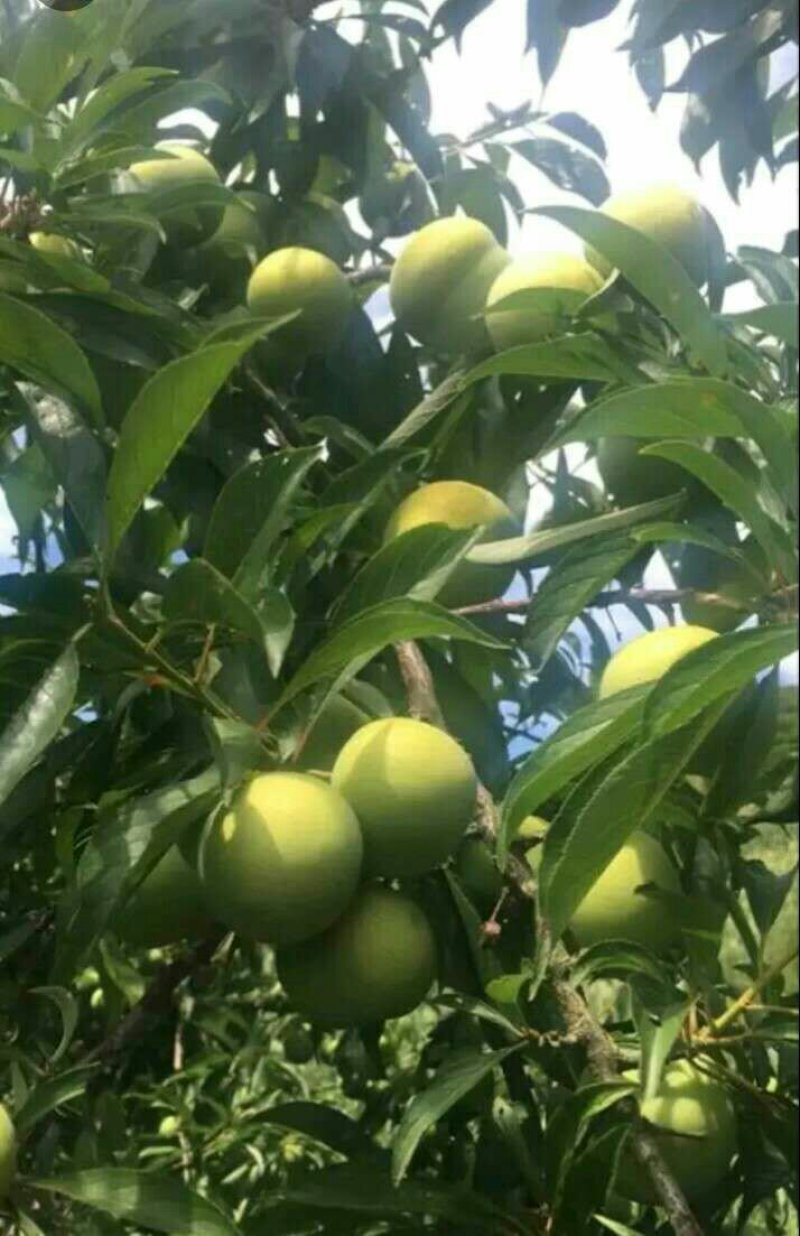 脱骨青脆李