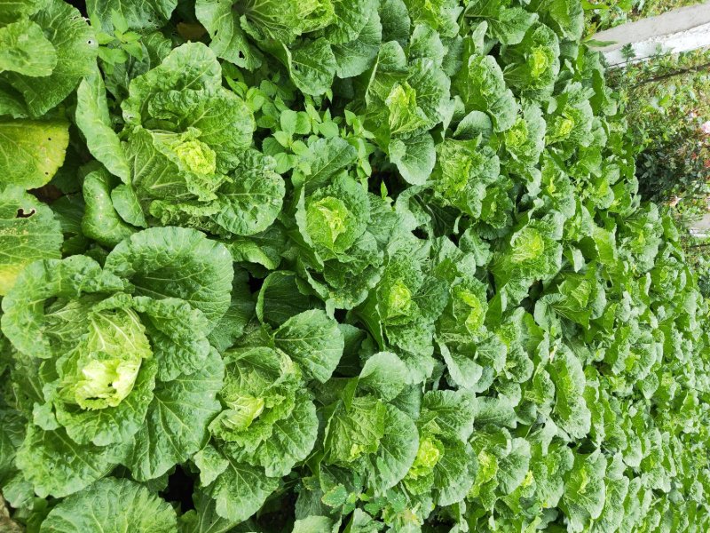 白菜四川高山大白菜大量上市质量保证一条龙服务