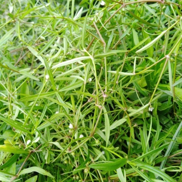 白花舌草鲜货，干货预定中