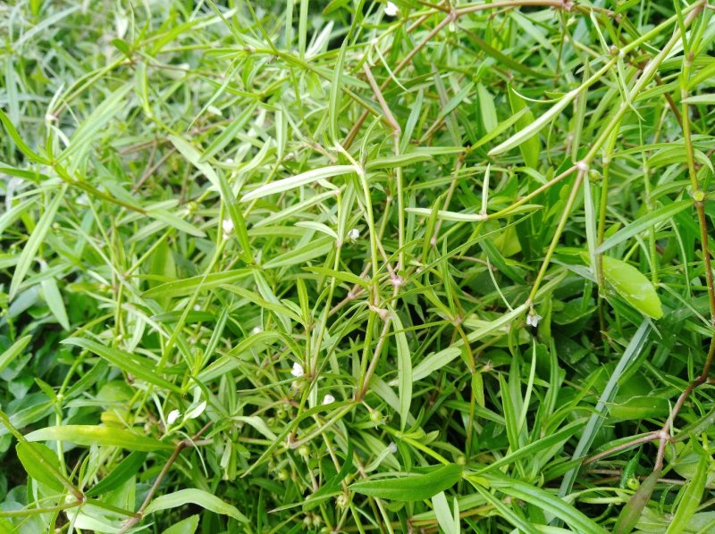 白花舌草鲜货，干货预定中