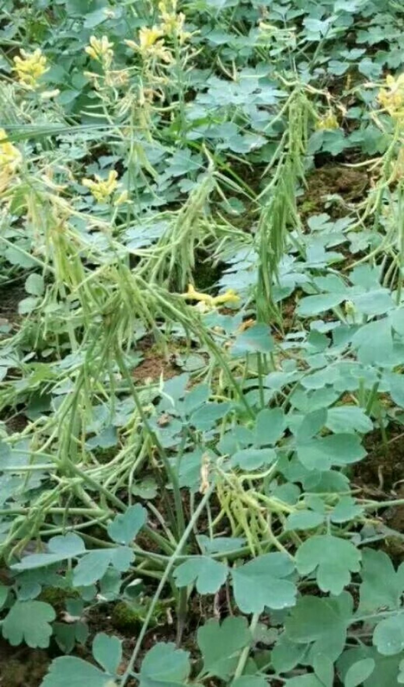 岩黄连种植户