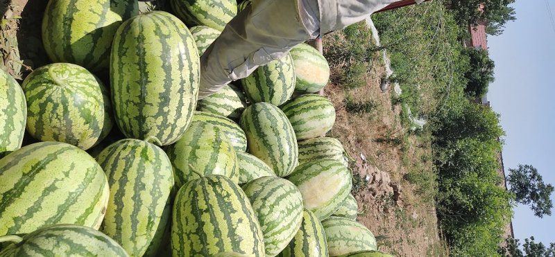 金城5号西瓜15斤打底9成熟1茬