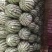 金城5号西瓜15斤打底9成熟1茬